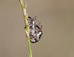 Aoplocnemis rufipes