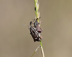 Aoplocnemis rufipes