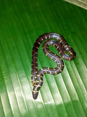 Cylindrophis ruffus