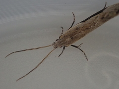 Sagephora subcarinata