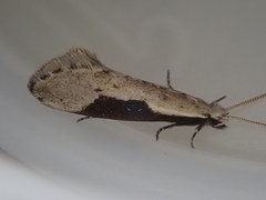 Sagephora subcarinata