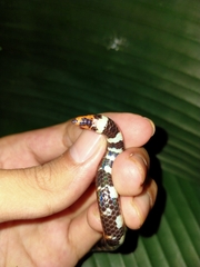 Cylindrophis ruffus