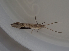 Sagephora subcarinata