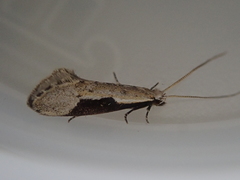 Sagephora subcarinata