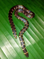 Cylindrophis ruffus