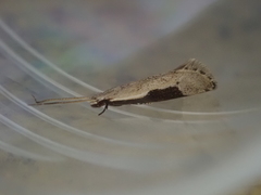 Sagephora subcarinata