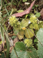 Clinopodium chinense