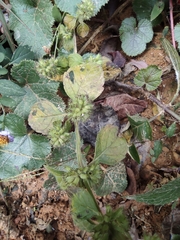 Clinopodium chinense