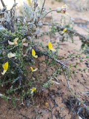 Aspalathus proboscidea