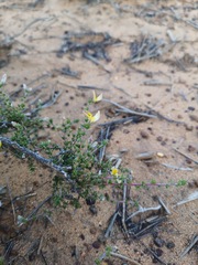 Aspalathus proboscidea