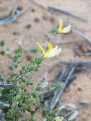 Aspalathus proboscidea