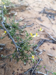 Aspalathus proboscidea