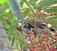 Acridotheres tristis