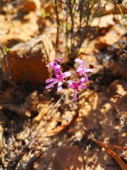 Pelargonium reflexipetalum