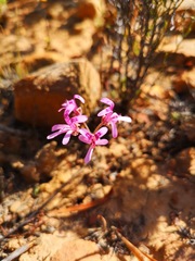 Pelargonium reflexipetalum