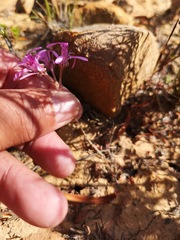 Pelargonium reflexipetalum