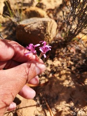 Pelargonium reflexipetalum