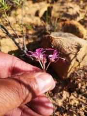 Pelargonium reflexipetalum