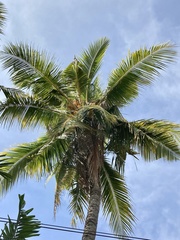Cocos nucifera