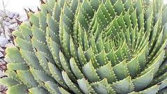 Aloe polyphylla
