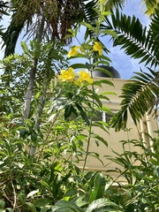 Allamanda cathartica