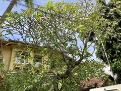 Plumeria obtusa
