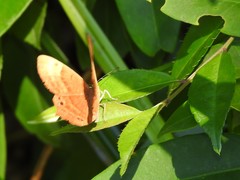 Abisara echerius