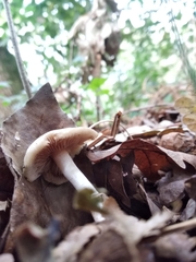 Clitocybe fragrans