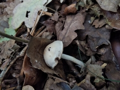 Clitocybe fragrans