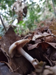 Clitocybe fragrans