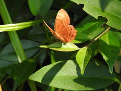 Abisara echerius