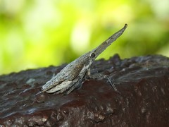 Pyrops candelaria