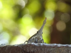 Pyrops candelaria