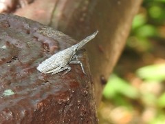 Pyrops candelaria