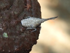 Pyrops candelaria