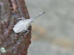 Pyrops candelaria