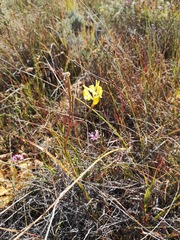 Moraea inconspicua
