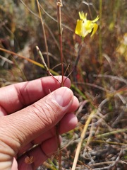 Moraea inconspicua