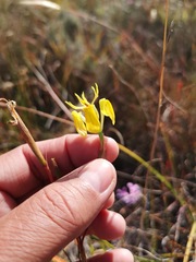 Moraea inconspicua