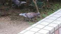 Columba livia domestica