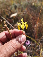 Moraea inconspicua