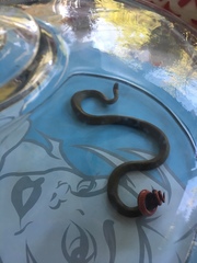 Diadophis punctatus modestus