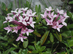 Daphne striata