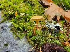 Cystoderma amianthinum amianthinum