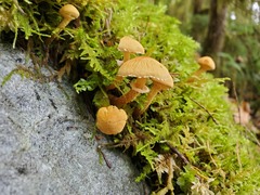 Cystoderma amianthinum amianthinum