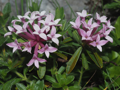 Daphne striata