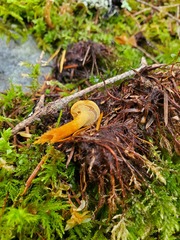 Cystoderma amianthinum amianthinum