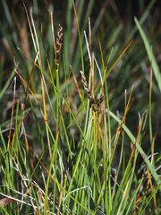 Carex myosuroides