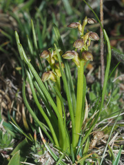 Chamorchis alpina