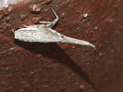 Pyrops candelaria